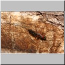 Perithous cf scurra - Schlupfwespe 11a 14mm.jpg